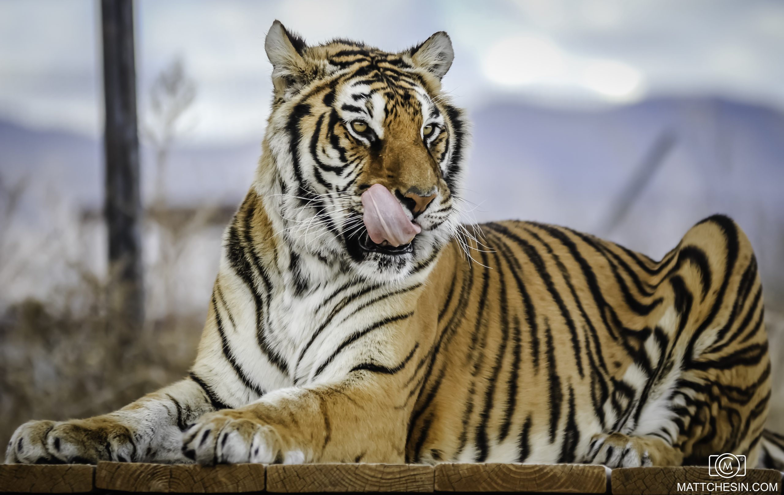 Wildlife